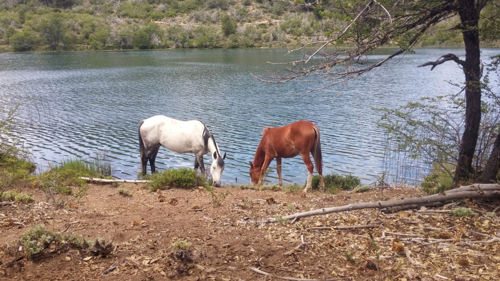 Wild horses near Villa Pehuenia